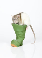 Rat And Boot