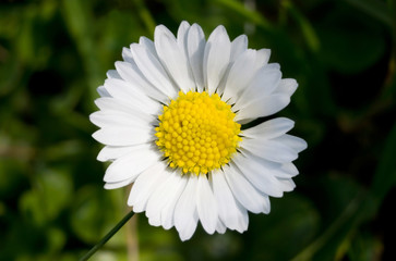 Obraz premium Gänseblümchen