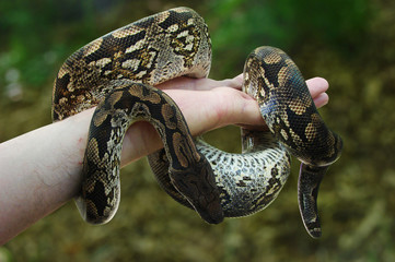 Constrictor
