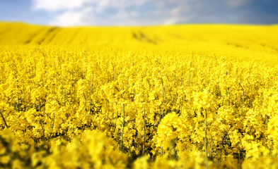 Fototapeta premium yellow field with oil seed rape in early spring