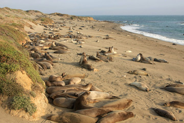 Elephant seals at the beach