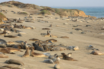 Fototapeta na wymiar Elephant seals at the beach