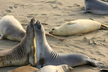 Fototapeta premium Elephant seals mating at the beach, USA, California
