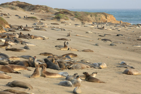 Elephant seals at the beach