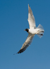 Seagull gliding in the sky