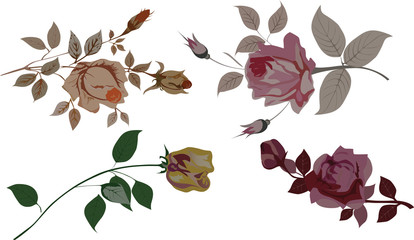 roses isolated on white