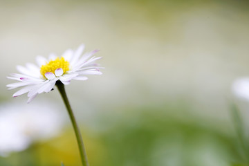 gänseblume