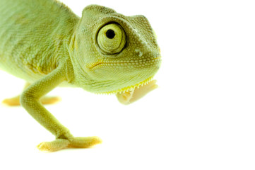 Chameleon. Isolation on white © mashe