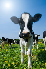 cow in a pasture with cloudy blue sky at the background