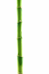 Fototapeta premium Branch of a bamboo. Isolation on white