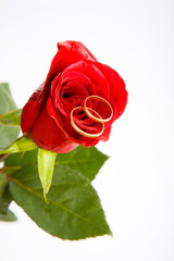 love on the rose