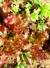 Spring plant - lettuce
