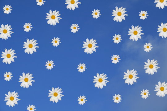 Himmel mit Blüten