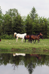 Obraz na płótnie Canvas horse on meadow 