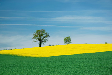 Landschaft im Frühjahr