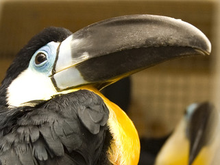 toucan © kiboka