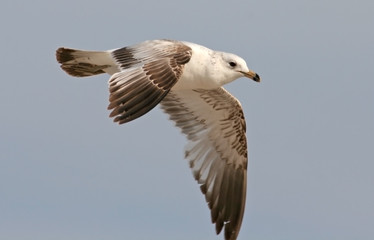 Seagull Flying