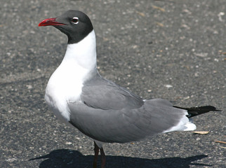 Black headed seagull standing on street