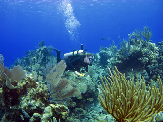 Fototapeta na wymiar Scuba Diver swimming through a Cayman Island reef