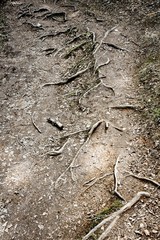 Chemin dans une forêt des Bauges (Savoie)