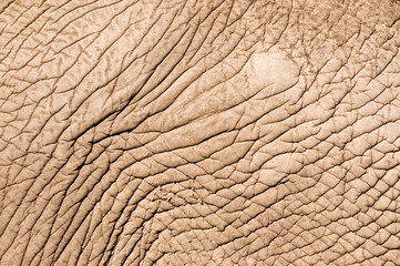 Elephant skin.