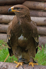 Steppenadler