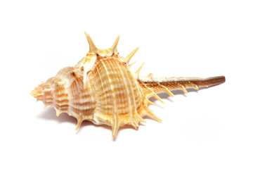 Thorn Conch Shell © Mau Horng
