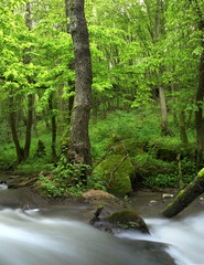 Fototapeta na wymiar Rzeka w lesie latem