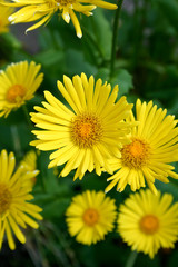 yellow flower
