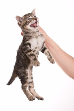 violence &eacute;trangler chat traitement b&eacute;b&eacute; tuer &eacute;liminer