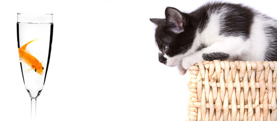 chat poisson souris opposé chasse affût attraper commerce jeu pi