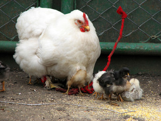 a hen mother