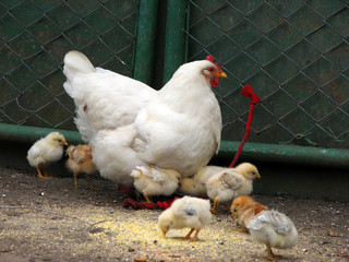 chickens with a hen