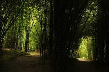 Obraz premium tunnel bambou