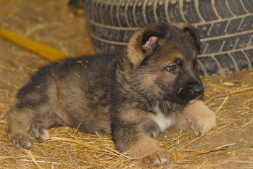 german shepherd