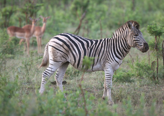  Burchell's zebra and two antelopes