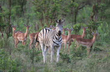 Obraz na płótnie Canvas Zebra z kilku antylop