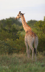 Giraffe in Kruger park