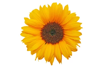 Poster de jardin Tournesol Sonnenblume 