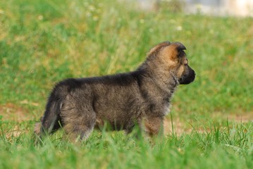 malinois