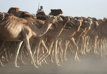Afwasbaar Fotobehang Kameel Chasing herd of camels