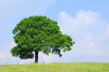 tree in a field on a beautiful summers day