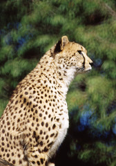 Gepard