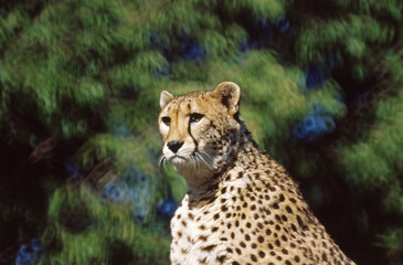 Gepard © Erika Buresch