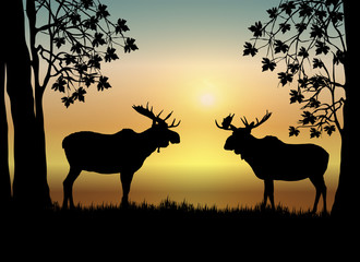 Moose at Sunrise