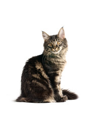 maine coon kitten
