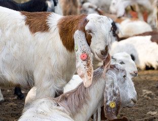 goats in Shelter