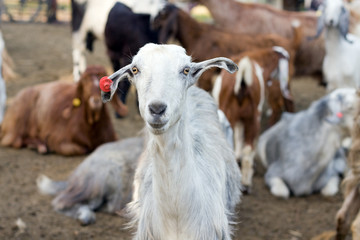 Fototapeta premium goats in Shelter
