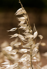 dry grass on the sunlight