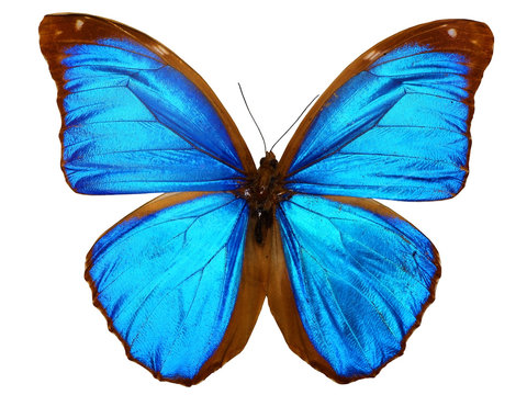papillon ( morpho menelaus, br&eacute;sil )